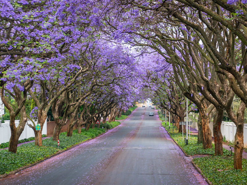Görkemli Güney Afrika ve Safari - Türk Hava Yolları İle - 7 Gece 9 Gün - Kurban Bayramı Özel