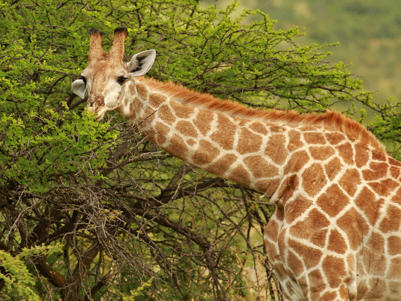 Görkemli Güney Afrika ve Safari - Türk Hava Yolları İle - 7 Gece 9 Gün - Kurban Bayramı Özel